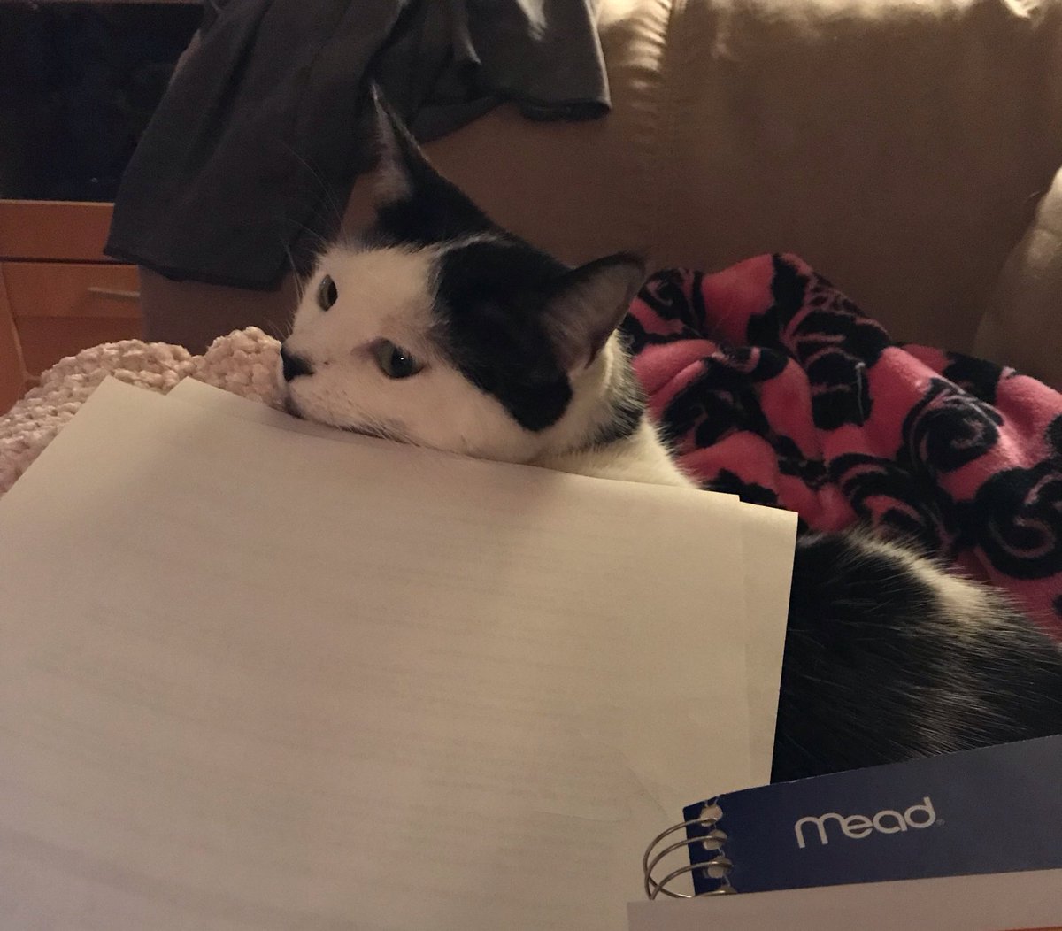 TSKreiderBU's tweet photo. Helping Mommy with her homework. She is very excited to work with @MilitaryMamaNet. https://t.co/wsL2zIemKG