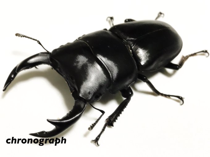 エレガントオオクワガタ イラスト 最高の動物画像 エレガントオオクワガタ イラスト 最高の動物画像