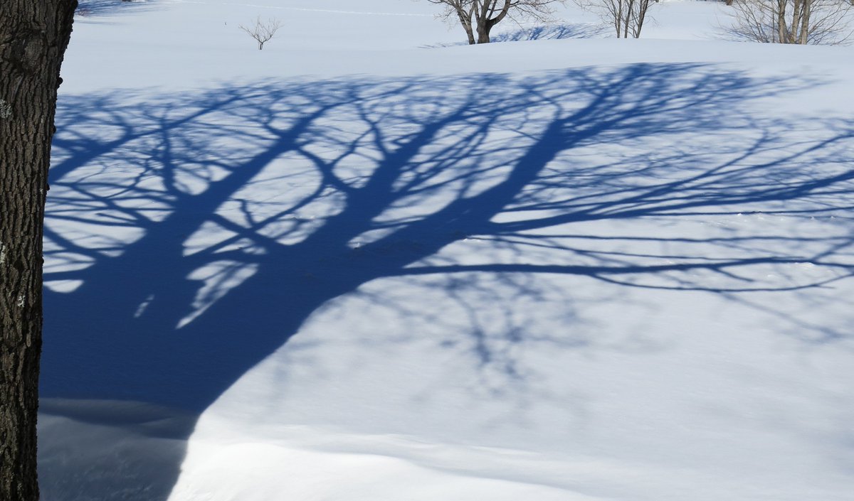 derektilley321's tweet photo. You know you've punched a couple of months of crappy weather when you get excited to see shadows. #Nothardtoplease https://t.co/J7MmeT4noo