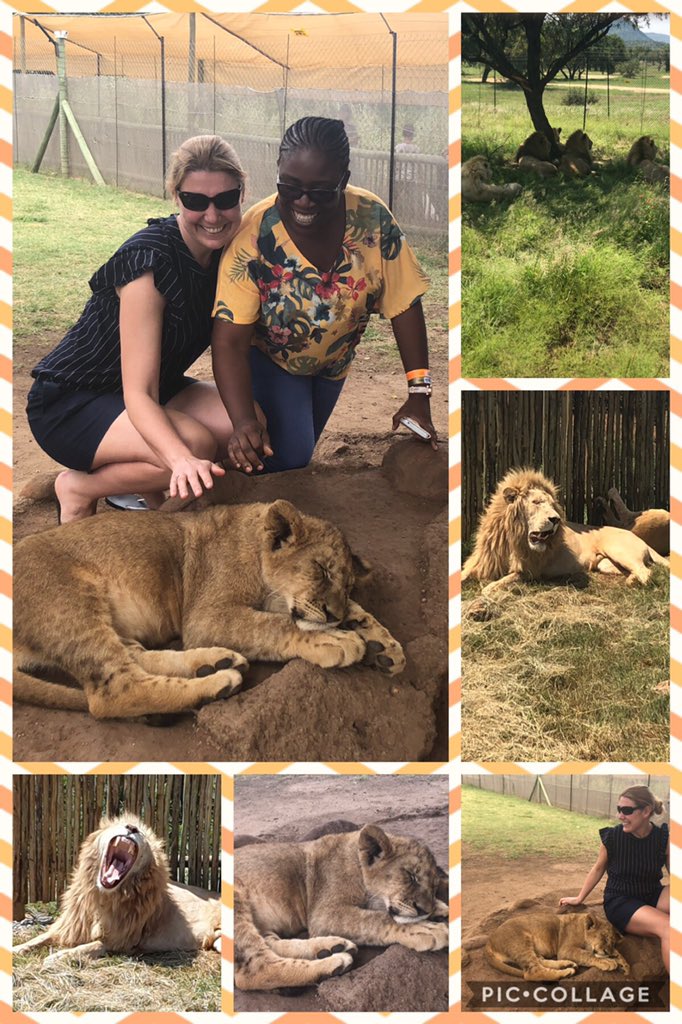 barntonminis's tweet photo. Today we have had a wonderful opportunity, visiting a lion park. Did you know that a lion’s tongue would rip through your skin should it lick you?They also use the black behind their ears and on the top of their tails as a means of communicating. @BarntonMrsL @Barntonhead https://t.co/MyfUipYFVD
