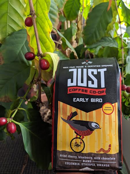 JustCoffeeCoop's tweet image. Sunday-- the last day of 20% off on Early Bird-- the coffee that is a spring cleaning of the mind! ow.ly/5Rhi30nYtSD   #springseasonal #seasonalcoffee #spring #freshharvest #springtime #bcorp #bcorpmonth #makecoffeebetter #makecoffeematter #fairtradecoffee #organiccoffee