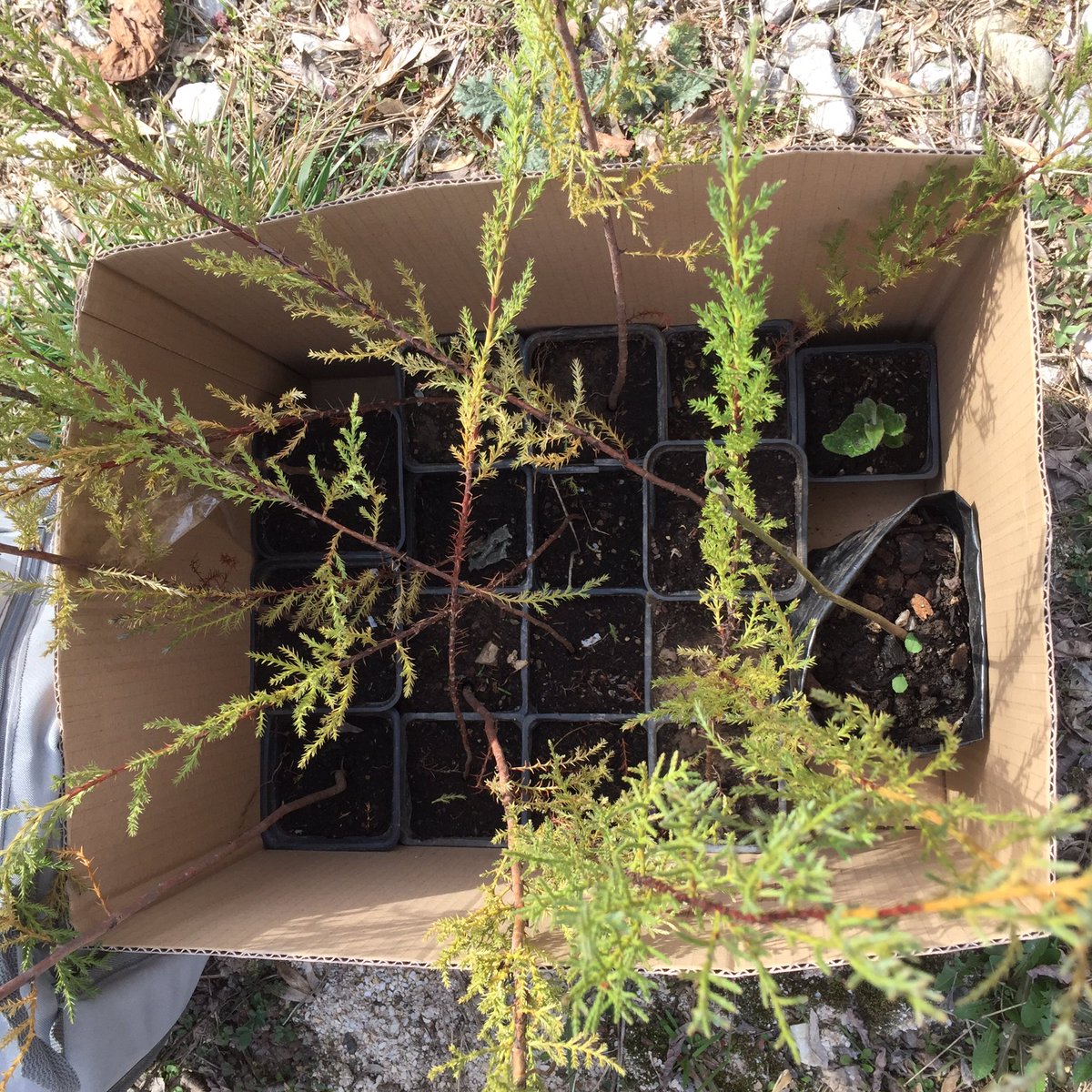 Today we planted our first trees in Skopje Zoo. #trees #co2