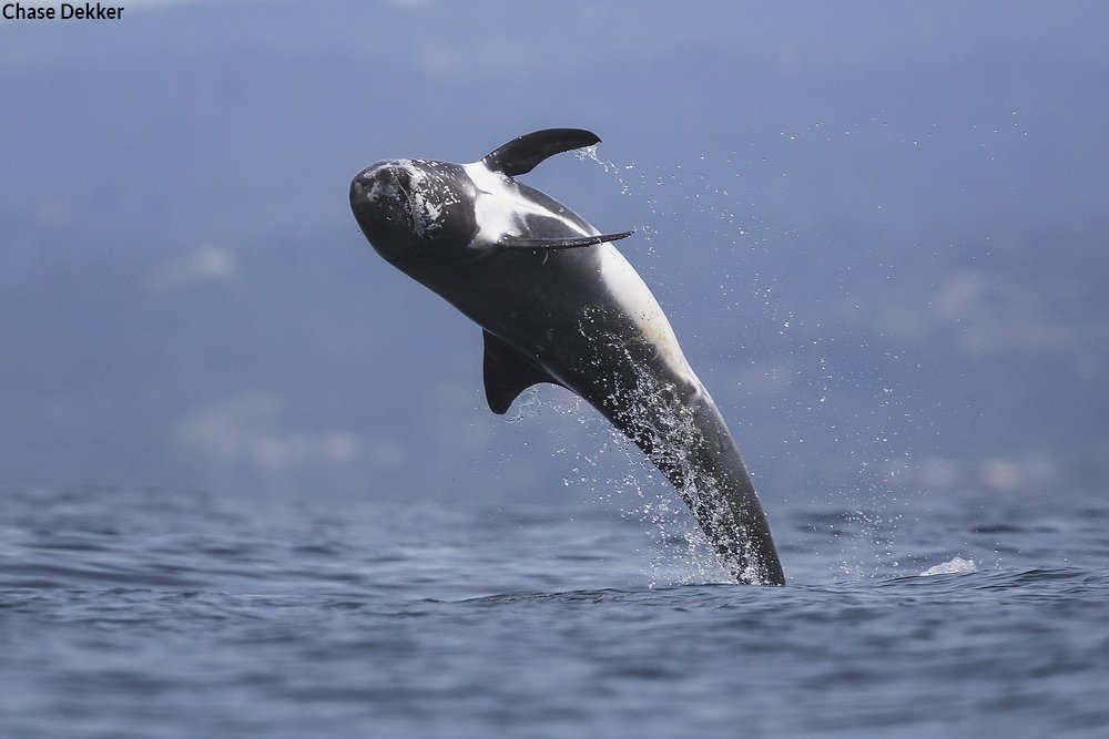 oceana's tweet photo. We need your help to replace dangerous drift gillnets off the coast of California with a sustainable solution like deep-set buoy gear, before it’s too late. With a gift of $100 or more before 3/20, you’ll also receive an Oceana sweatshirt. Donate now: https://t.co/f41MhupGpD https://t.co/0GZpvYHPLv