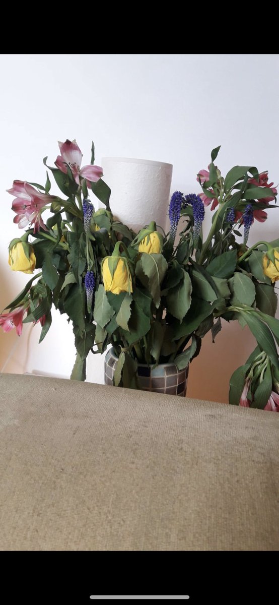 dippycownails's tweet photo. @marksandspencer got these for my mums birthday 3 days ago and this already...so unimpressed! And she’s super green fingered so certainly not ‘user error’ 💔😡😥 I’ll stick to Lidl then!! https://t.co/vqiNVMUrC3