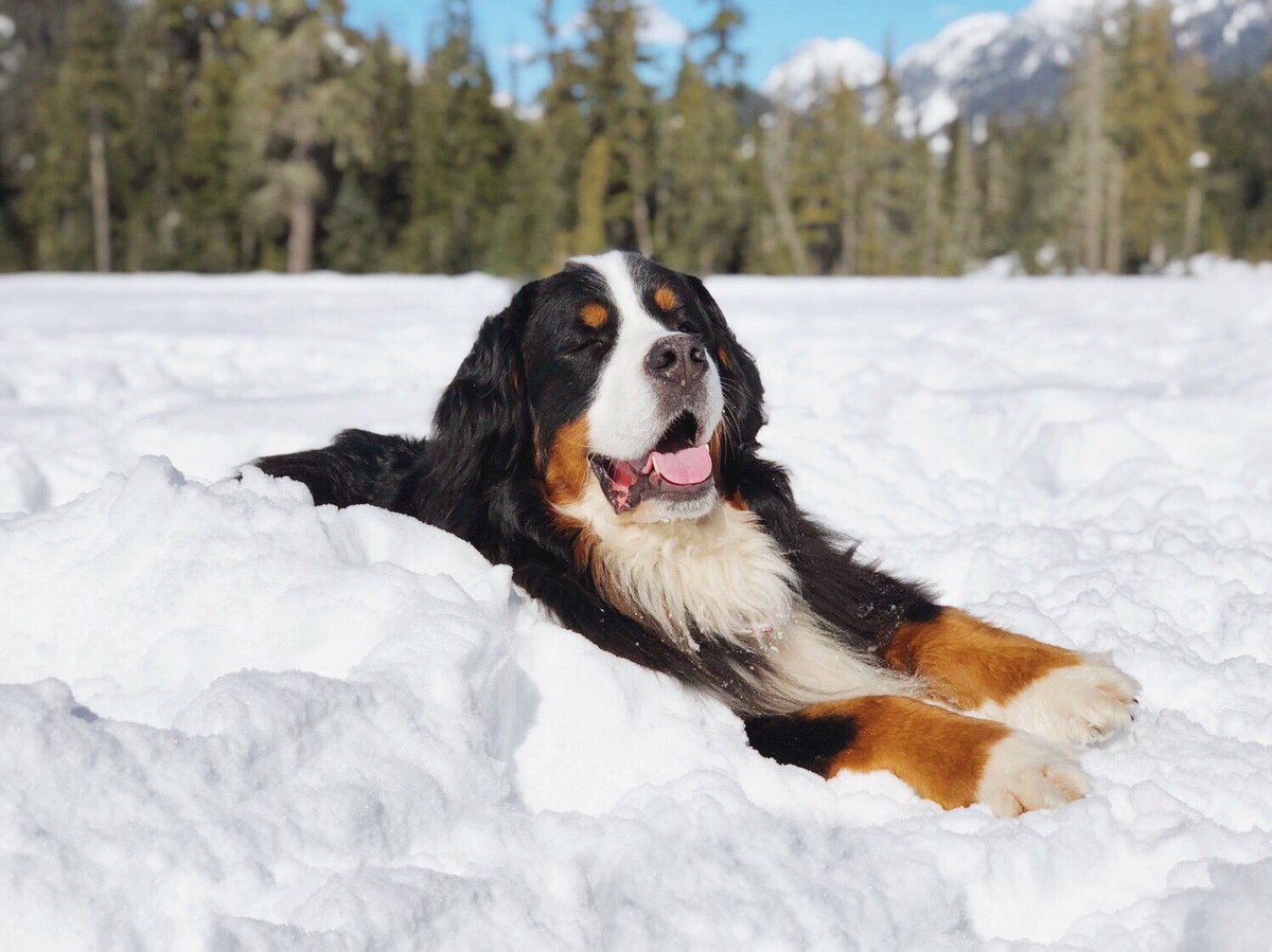webers_world's tweet photo. Ahhhh sunshiiiiine ☀️ ‘Tis the season for those longer, lighter evenings! #springforward #sunday #SundayFunday #whistlerolympicpark #onlyinwhistler #explorebc #bcweather #weatherwindow #ShareYourWeather #bernesemountaindog #dogsoftwitter 

📸 https://t.co/rJup52jwWM https://t.co/kXgNVJXrmU