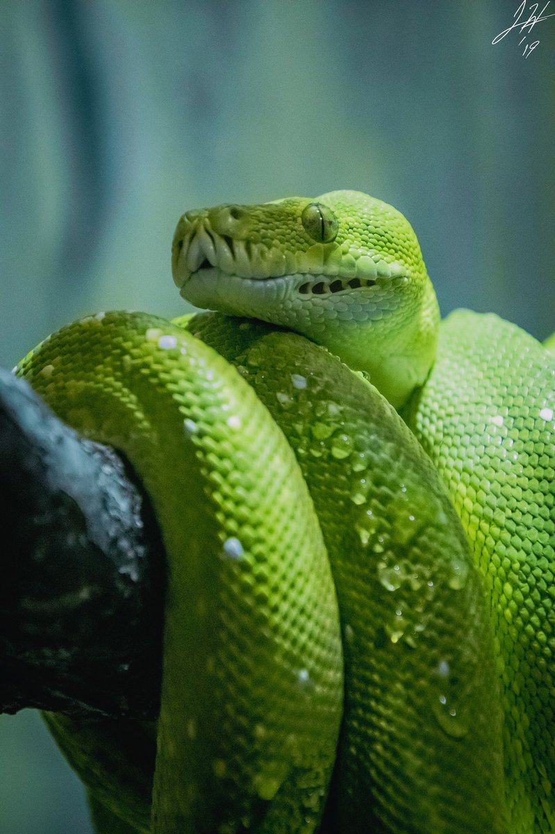 It’s Snake Sunday! Here’s a green tree python!
.
@denverzoo .
#green #greentreepython #python #pythons #pythonsofinstagram #snake #snakes #snakesofinstagram #snek #reptile #reptiles #reptilesofinstagram #animal #animals #animalshots #animalphotography #denverzoo #photography