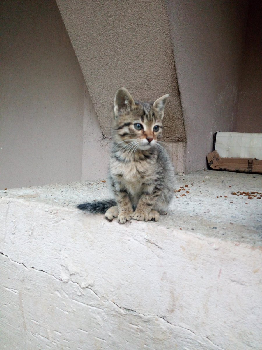 İstanbul İzmir arası nakil gönüllüsü arıyorum 2 aylık Hüsrev pisi kişisini yeni evine götürecek... <a href="/patipisikedi/">patipisikedi</a> @PisiPerisi <a href="/kedikulubu/">Kedi Kulübü</a> @pisi_cansin <a href="/SirinVeBoncuk/">Kedilerin annesi</a> <a href="/berkturk/">burak</a> <a href="/petlebi/">petlebi.com</a> <a href="/Kedi_Evi/">KediEvi</a> <a href="/PetedinCom/">petedin.com</a>