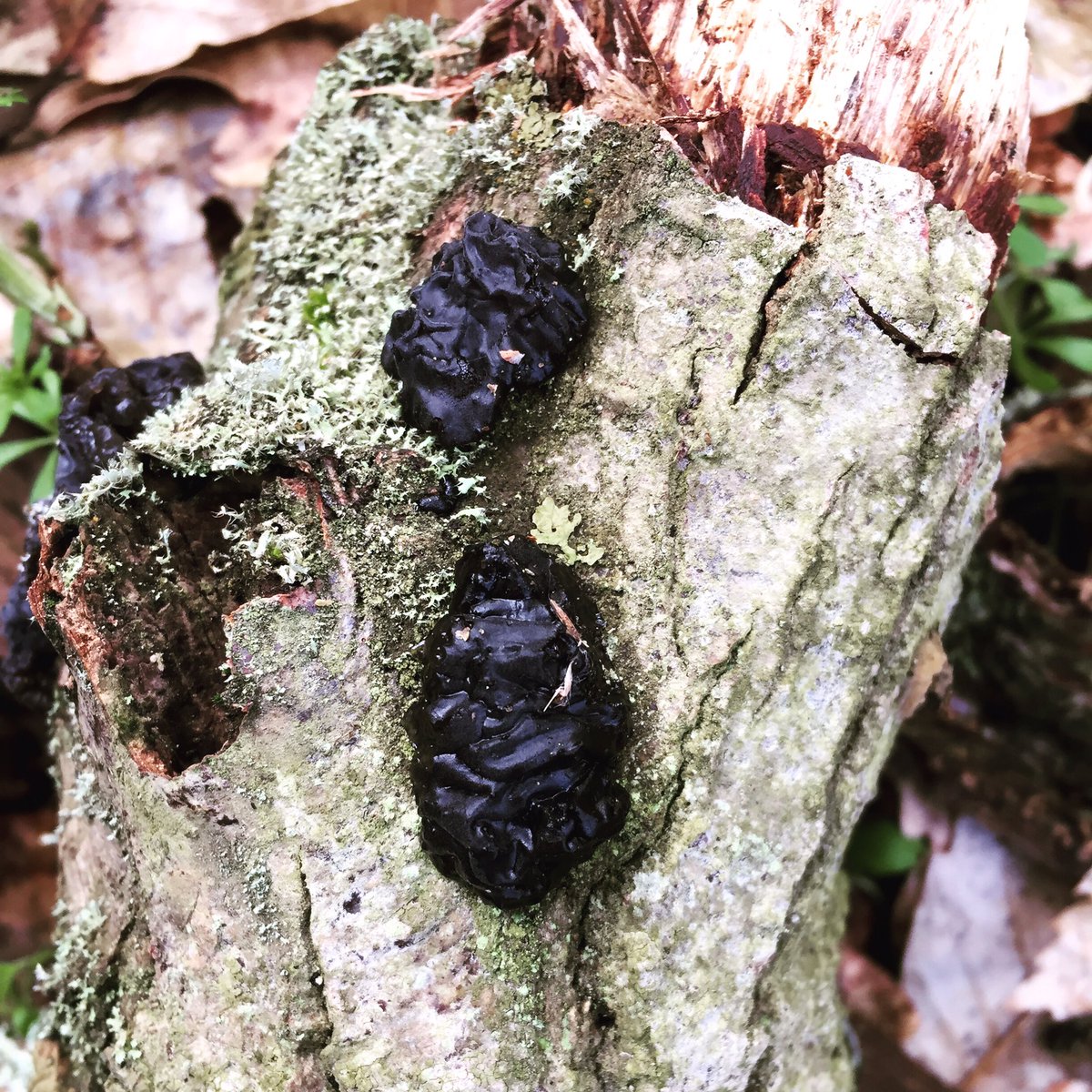 #exidiaplana #witchesbutter in #fordwich #kentnature #fungi #mycology #forestphotography #jellyfungus