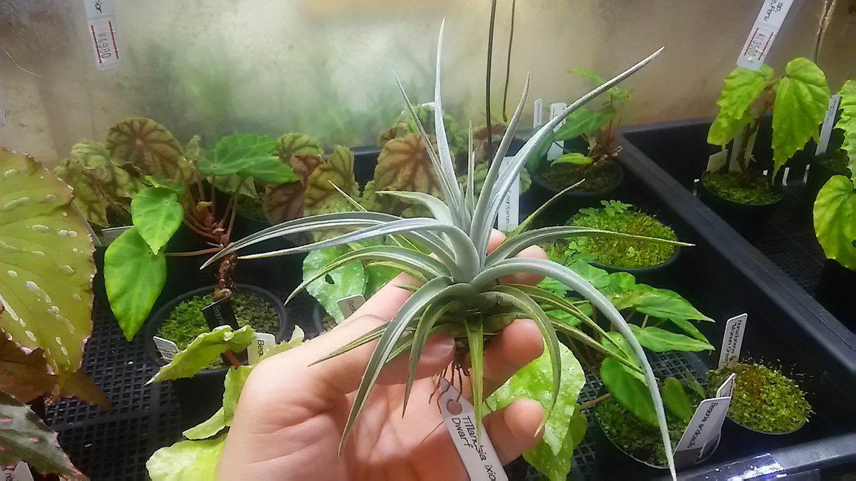 kandahayato's tweet photo. 3月6日リリース分で在庫あるもの(2)

T.ixioides Dwarf 4880円
T.tectorum Peru 5480円
T.xiphioides 6980円
T.kirschnekii 10800円

#チランジア #ティランジア #エアープランツ  #tillandsia #ixioides #tectorum #xiphioides #kirschnekii https://t.co/IX79rXjPNB