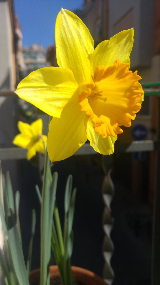 EvaAlloza's tweet photo. I feel sorry for my flowers. They must feel so lonely with no bees or ladybirds around π°πΉππ
#pollution #bee #urbanBees #BeeFriendly #missingBees https://t.co/zENXI9uSq3