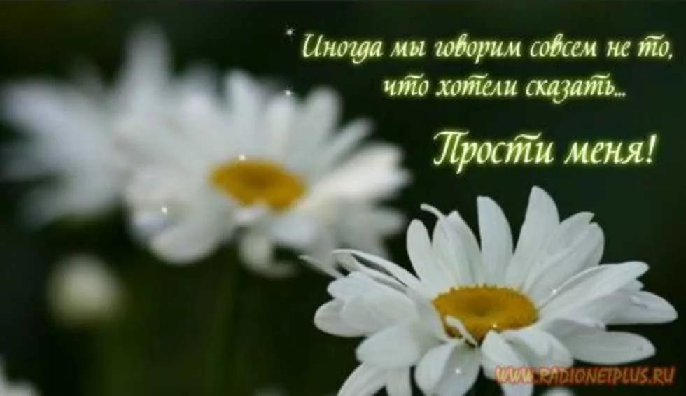 Фото открытки прости меня, гифы марта
