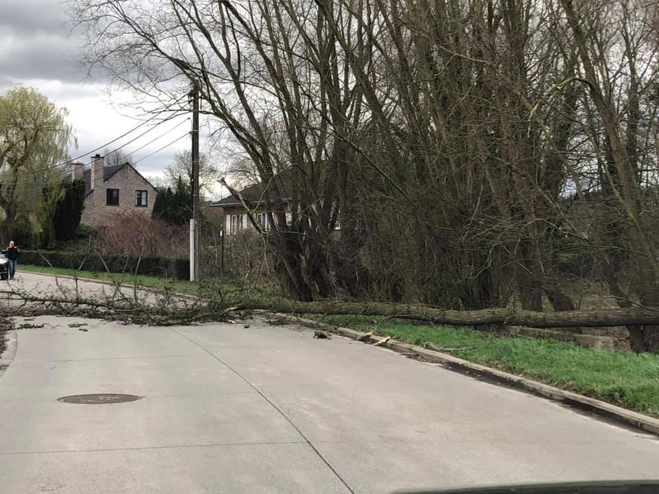 studiodewolf's tweet photo. Omgevallen boom in Affligem.
Hebben jullie de foto's of meldingen van de stormschade in het Pajottenland en de Zennevallei? Stuur jullie foto's/meldingen hier.
Foto: D'Hoye Caroline
#storm #stormschade #boom #brandweer #rukwind #windstoot #carnaval https://t.co/B8BGJiLjVk