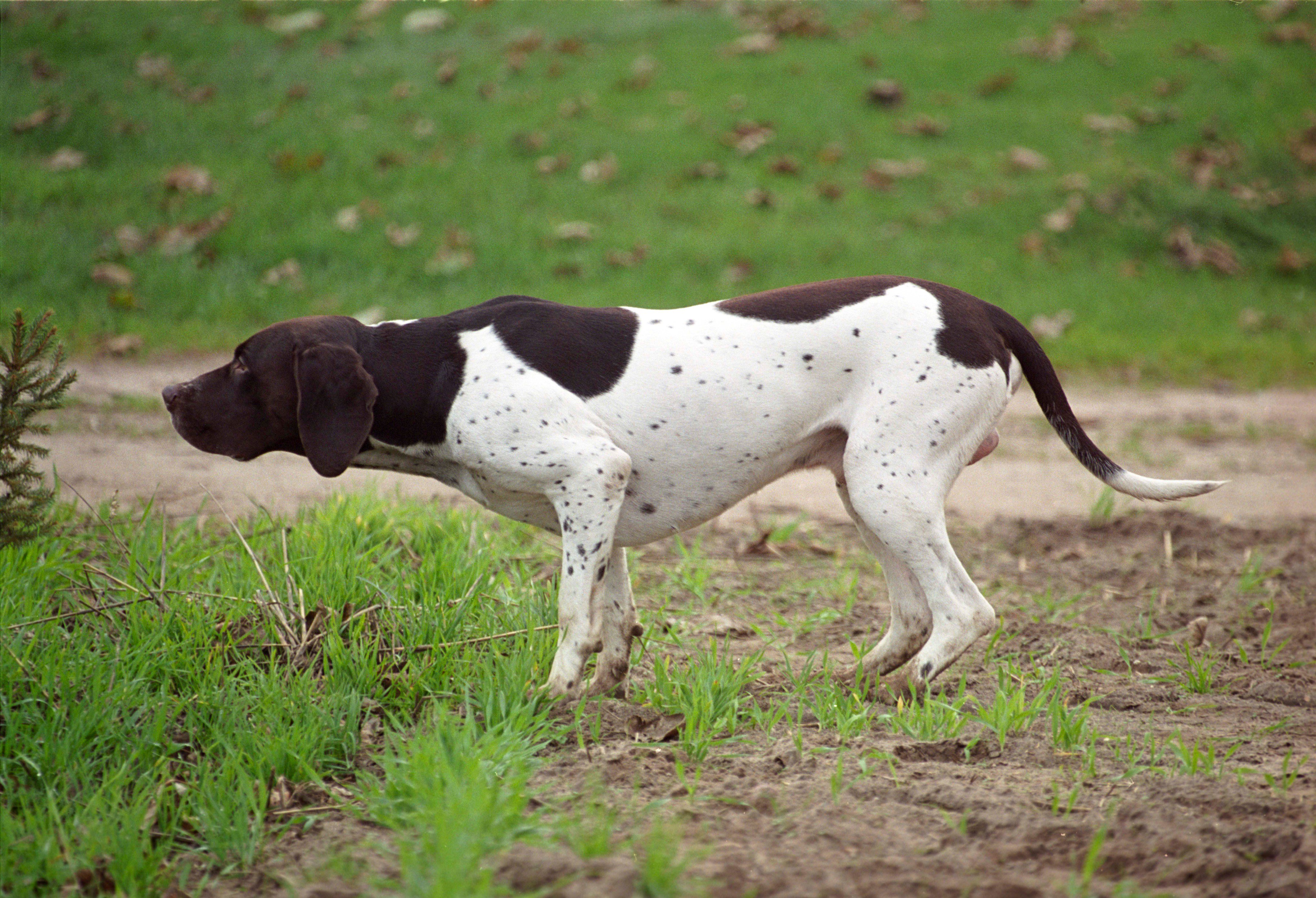 Catdinal и pointer вещественные?. Nonportable pointer comparison. Пойнтер терьер. Пойнтер курцхаар. Порода английский пойнтер.
