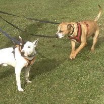 karen73984451's tweet photo. #Sundayfunday #pair of pawsome pals both on the lookout for fabulous furever homes #Handsome Henry #DashingDave #Itsallaboutthedogs #TeamZay plz contact Lisa on 07455179155 https://t.co/FgAh0iGqe3