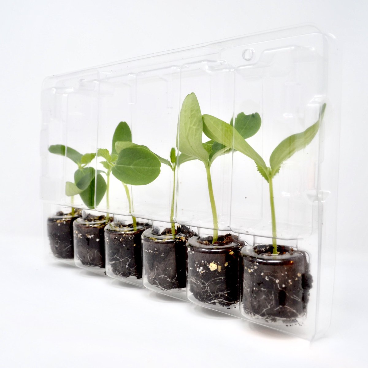 You pick em, we ship em! 

Plants of your choosing sent directly to your door! With free shipping over $24. Planting these couldn’t be easier!
.
.
.
.
#growyourown #plants #veganlifestlye #urbanorganicgardener #greenthumbedglory