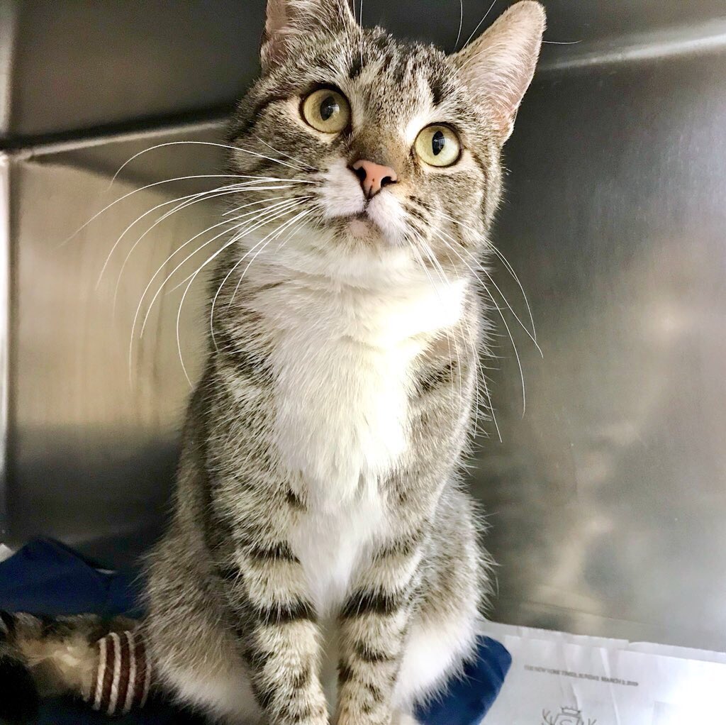 MorrisAnimal's tweet photo. π±π€ ok, #SundayMorning... yawn... time change has left you sleepy? Same. Getting upβs one of those #BadThingsToDoQuickly. But itβs ok. Turn #DaylightSavingsTime into Life Saving Time - adopt a shelter pet! See ours: https://t.co/BoOaqehnSk or check @petfinder for more near you! https://t.co/gR1fZ8qOet