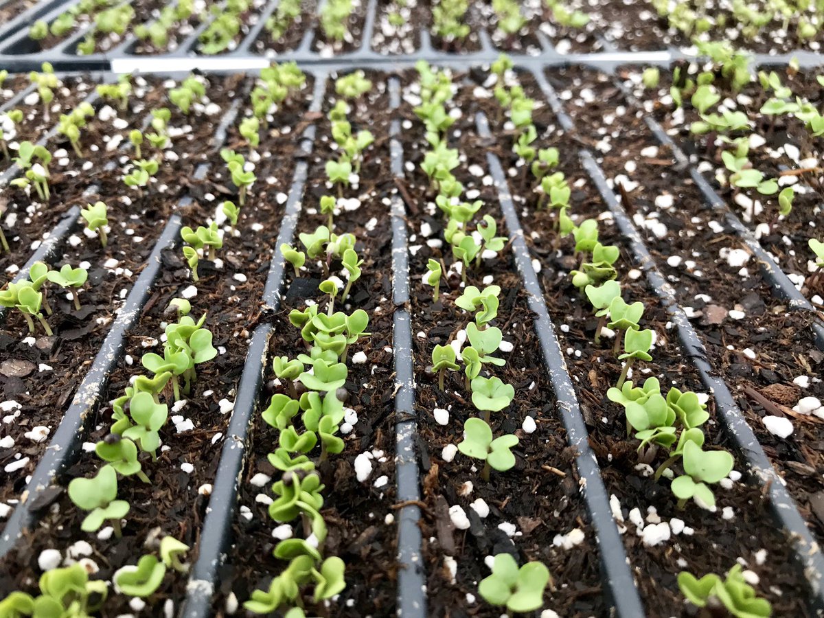 KroulFarms's tweet photo. We have life! Broccoli, cabbage, brussels sprouts, and onions are out of the soil. It may be a blustery weekend but please consider joining our CSA program for 2019. Shares still available and we deliver to you! #Knowyourfood #Knowyourfarm
https://t.co/u9VJ08rEwk https://t.co/pnT7y0CRAY