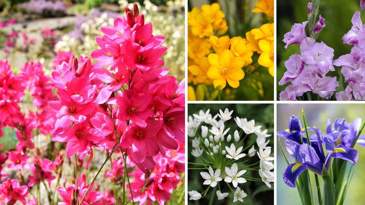 KatieGMG's tweet image. On @QVC with Carolyn Gracie at 10:40 with this #hummingbird #garden of delightful bulbs #SpringFoward