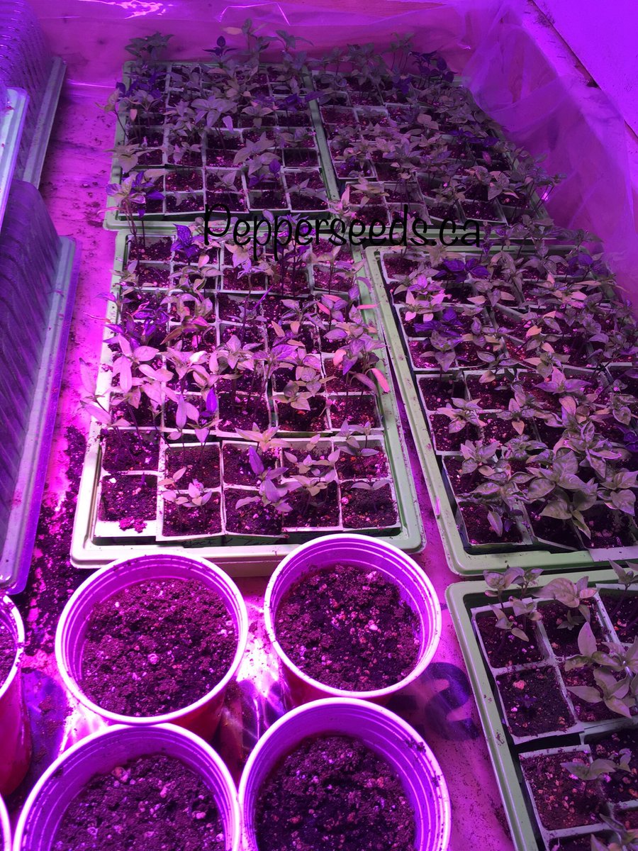APS_pepperseeds's tweet photo. #APSpeppers #peppers #pepper #chilli #hotpeppers #pepperseeds it’s get closes to the cut so get those cup filled and planted before it’s to later still #lookingforseeds here the last #pepperseed link you’ll need https://t.co/QJB98P0BlX https://t.co/PM44ucgg8M