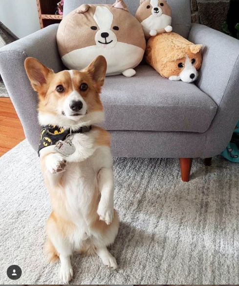 corgilover990 tweet picture