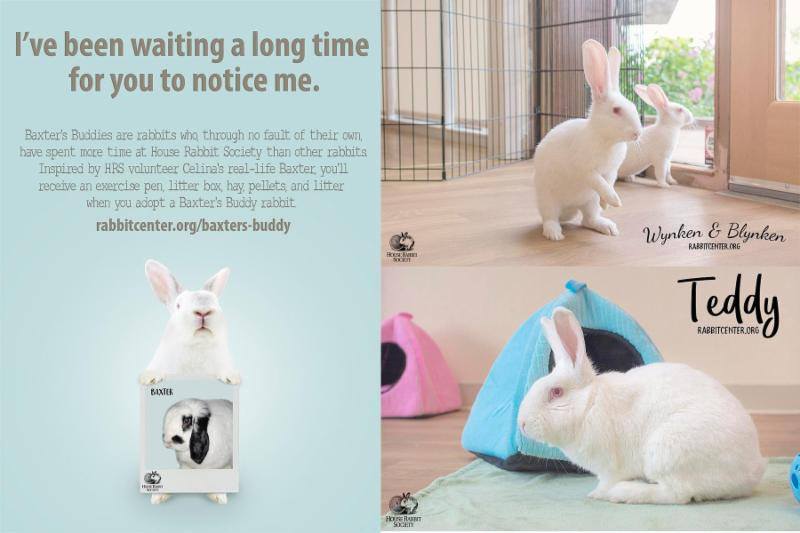 HouseRabbit's tweet photo. When you adopt a Baxter's Bunny, you'll receive an exercise pen, litter box, litter, hay, and pellets- everything you need to get you started! Come and meet them! https://t.co/20gyZUPvDJ https://t.co/2Xcd5D3rjS