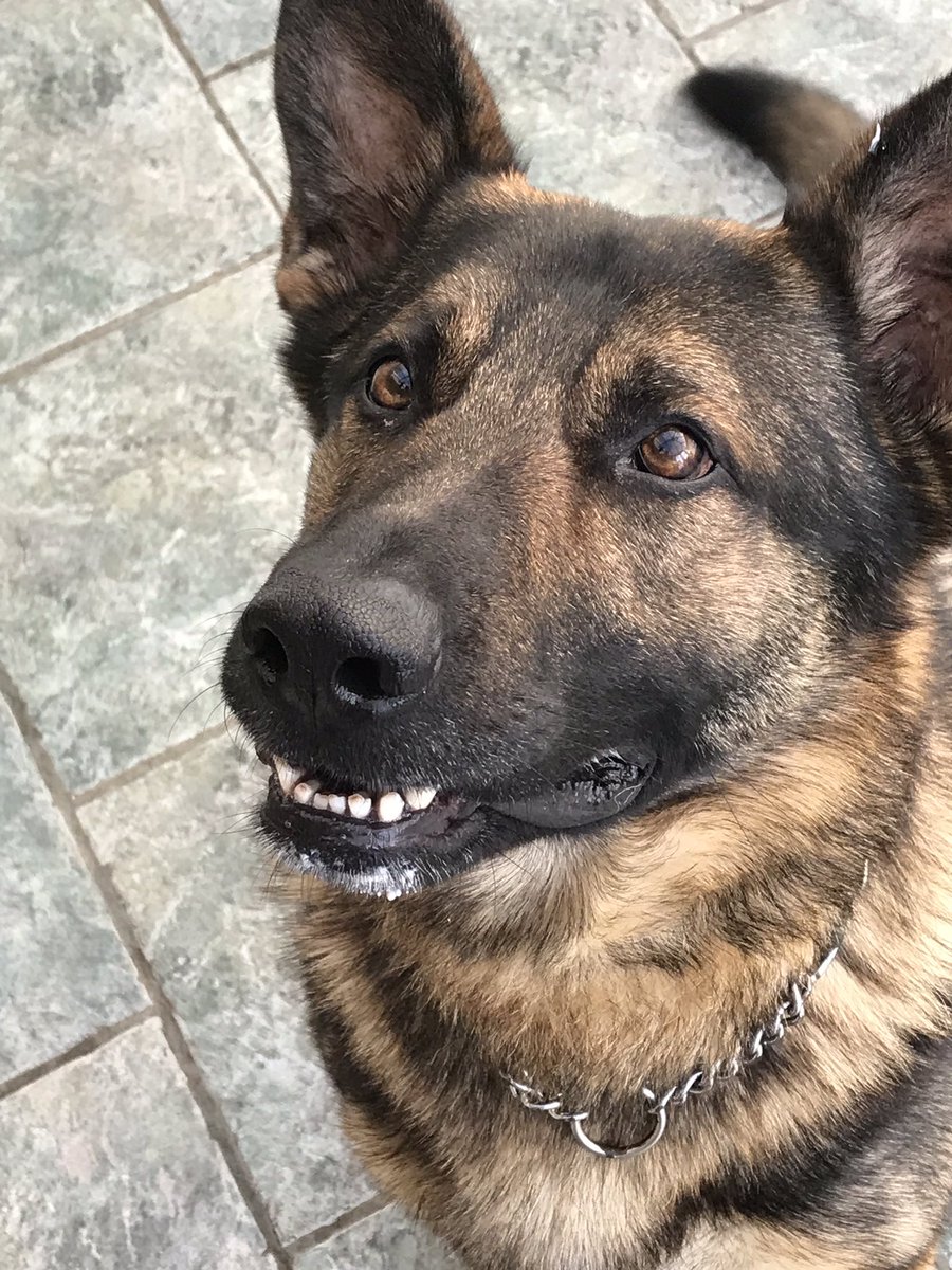 XPD_Boots's tweet photo. Look, I swear I didn’t touch baby Toby’s yogurt. 

That, on my chin and paw? Yeah that’s yogurt. But I SWEAR I don’t know where it’s from or how it got there. https://t.co/3jOrnpSUoJ