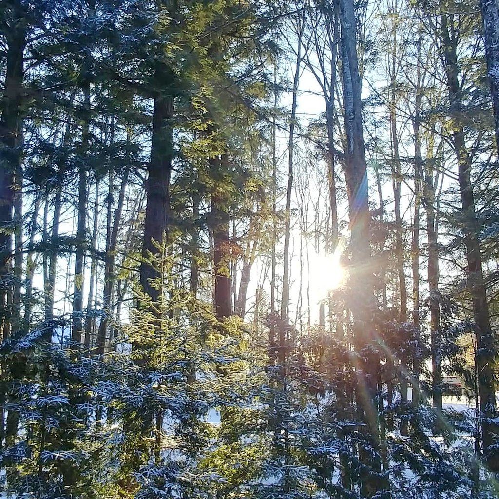 See the light. Enjoy the warmth. #earlymornsoulsnaps #chandolakeont
