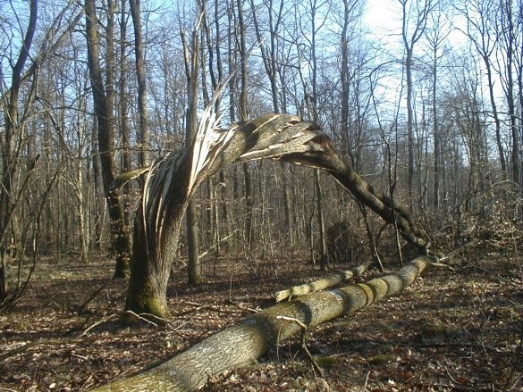 Encore beaucoup de vent en #BW et ailleurs en #Belgique cet après-midi, avec rafales pouvant atteindre ou dépasser les 80 Km/h jusqu’à environ 19 heures. Restez à l’abri et différez vos déplacements si vous le pouvez. Danger de #rafales,  #arbres,  #branches,  #débris...