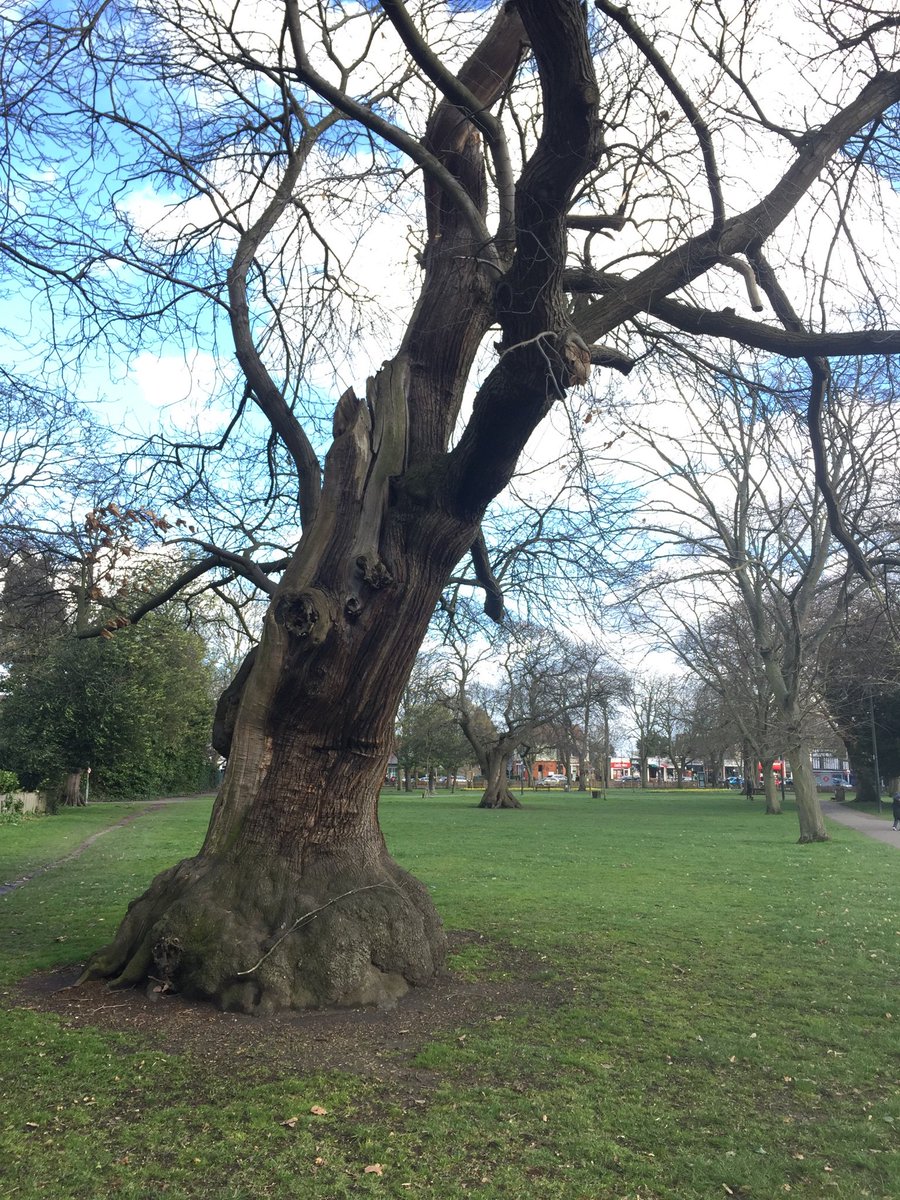 wansteadsearch's tweet photo. Windy afternoon #wanstead https://t.co/EstAtr2Ab2