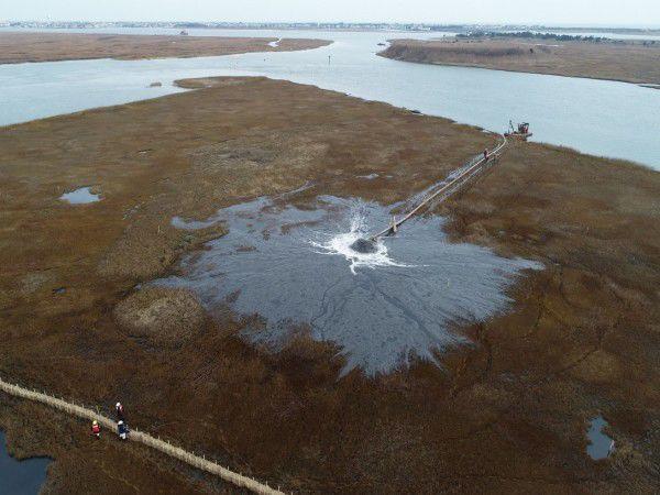 U.S. Army Corps of Engineers will launch the Seven Mile Island Living Laboratory project to improve dredging &amp; marsh restoration in coastal NJ. The project is considered critical for wildlife habitat &amp; coastal resilience.
capemaycountyherald.com/news/environme…
#nynjbaykeeper #wetlands #wildlife