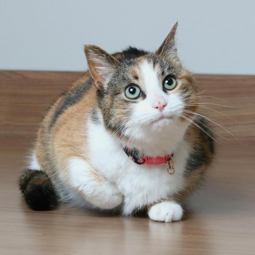 fostertoforever's tweet photo. This is Patches. Sorry: I got nothing creative for you today.  Please don't use my morning-after, daylight savings brain lack of creativity against her. It's not her fault. Just help her find a forever home. @SHHAnimalRescue #consignmentcats #Patches #DaylightSavingsTime  #tired https://t.co/z2vzfpMd9Q