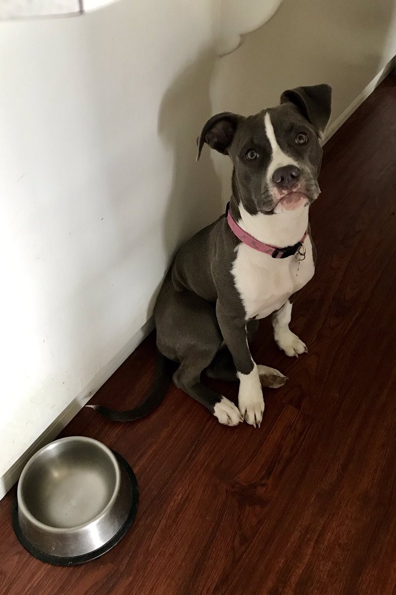 Ummm, Mom there is no food in here so I’m going to pout and cry until there is! 🐾🤣 #Daisy #PitbullTough #Rescue