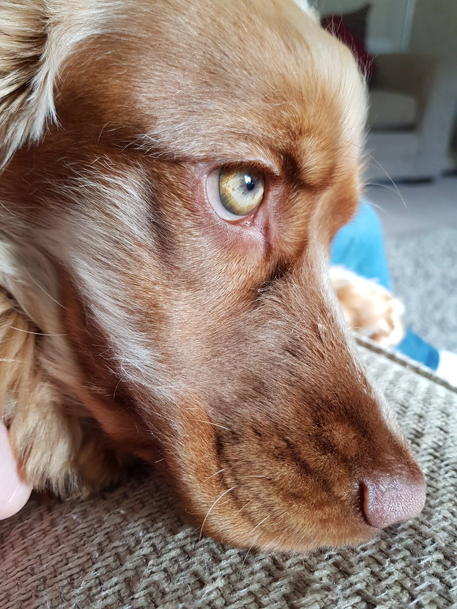 green eyed cocker spaniel