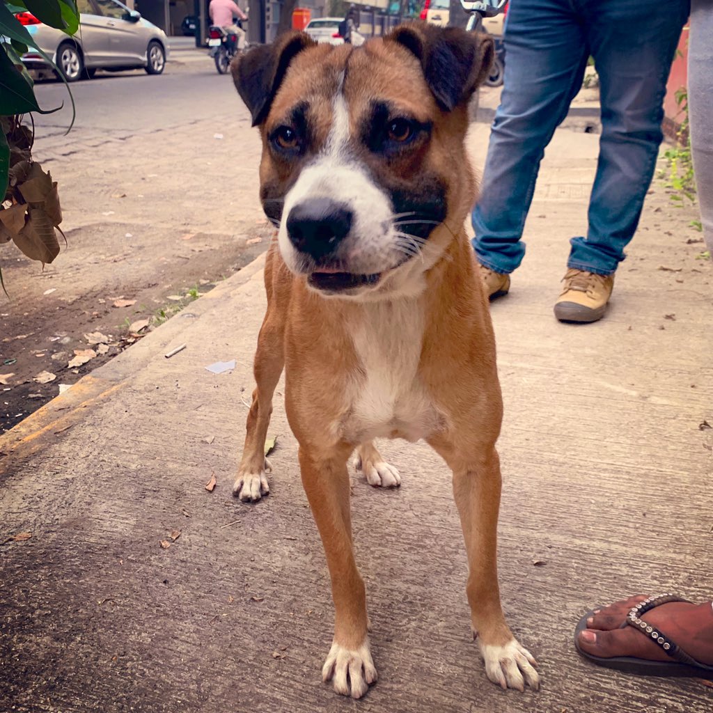 strayatheart's tweet photo. pro bono session with Murphy the stray #indog & his carers. Murphy has been involved in some instances of aggression as he’s guarding the little spot on the street he knows as home & food source. We’ve come up with a plan of action to change this behaviour.#indogs #dogsoftwitter https://t.co/IBtDi3TAYR