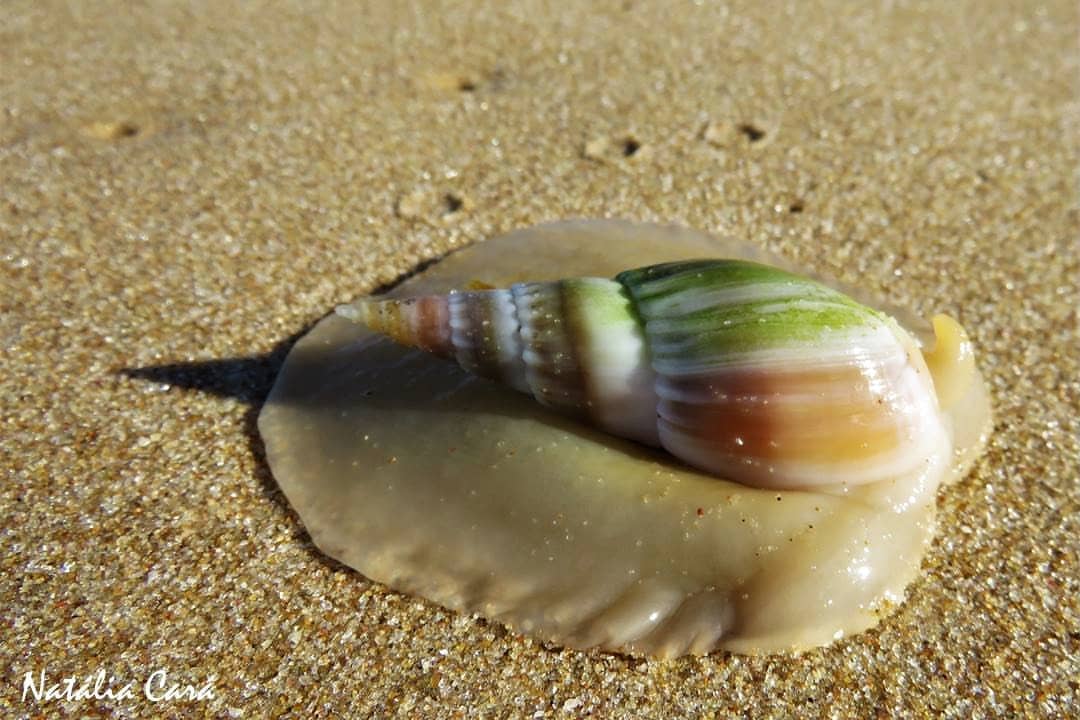 FemoraleShells's tweet photo. Togo beach, Inhambane province (Mozambique) 
 image: Natália Cará, #Mozambique #gastropod #Mollusc https://t.co/76pEqnfl46
