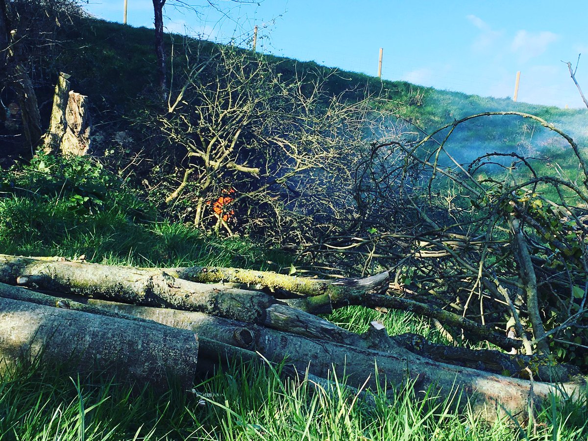 somersetshoot's tweet photo. Clearing some brash to improve the layout #springjobs #drivenshoot #simulateddrivenshoot #Clayshooting https://t.co/laLH12EaKk