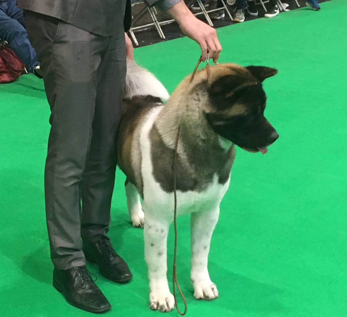 crufts tonight
