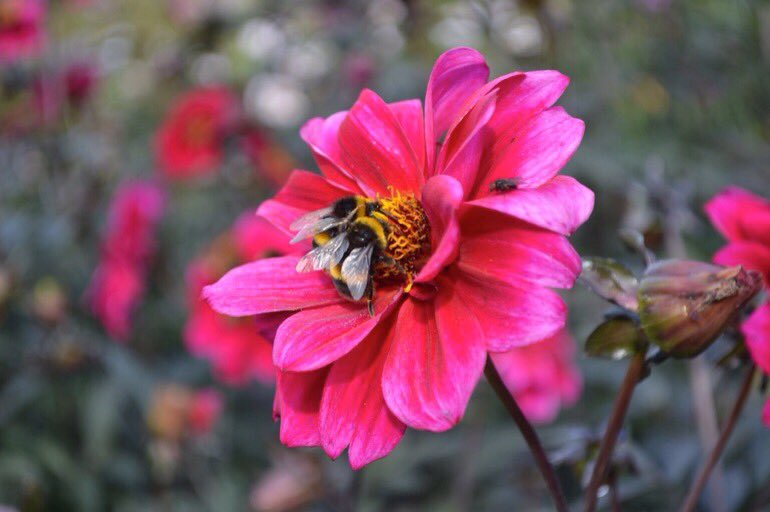 10 flowers to grow in your garden or community spaces that will help bees:
🐝 Scabious
🐝 Lavender
🐝 Snowdrops
🐝 Buddleia 
🐝 Red clover
🐝 Sweet peas
🐝 Crocus
🐝 Apple tree
🐝 Cosmos
🐝 Teasels
More: bit.ly/2ldAkDO
#pollinators #gardening