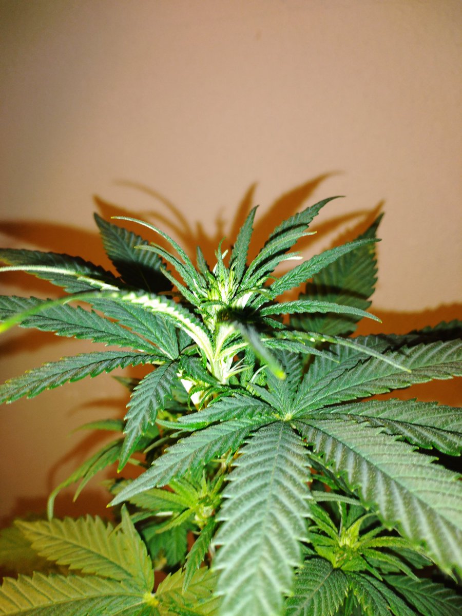 Green Test tweet media