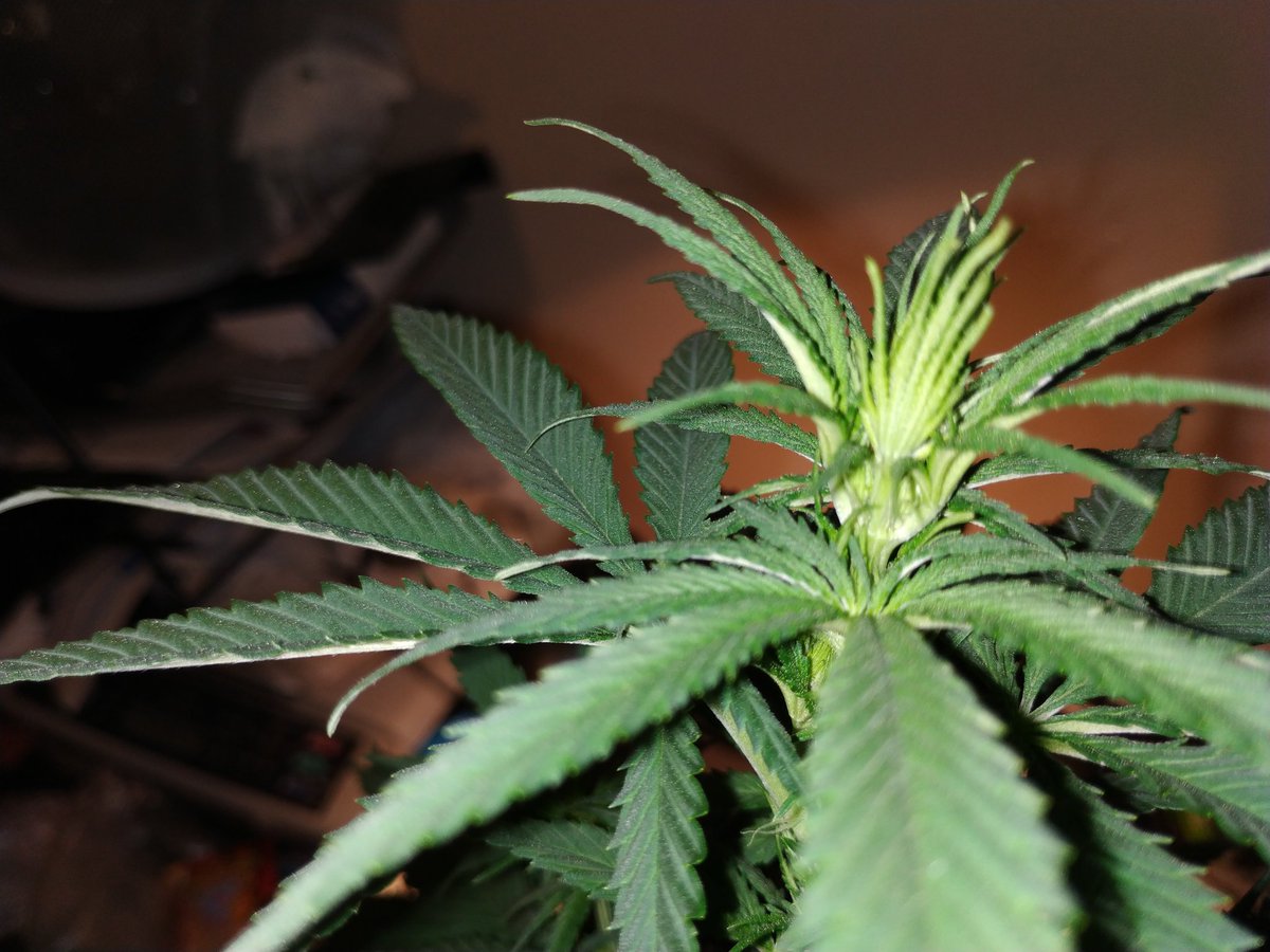 Green Test tweet media