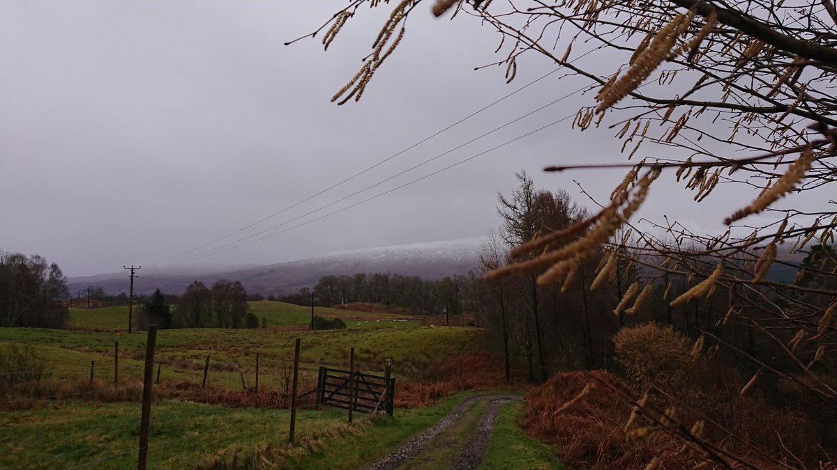 1johnmacdonald's tweet image. 2 degrees, sleet, and blowing a hoolie. Tough gig for the wee lamb's tails. #catkins #notspringyet