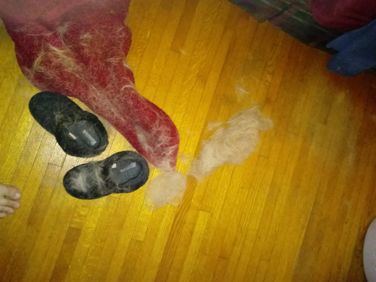 ALR_LeGivorden's tweet image. The dog exploded. #explodingdog #mydogiscutest #mydog