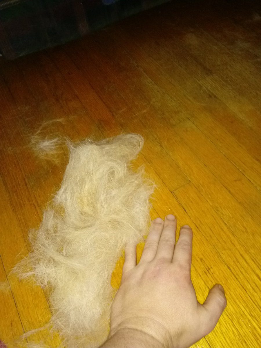 ALR_LeGivorden's tweet image. The dog exploded. #explodingdog #mydogiscutest #mydog