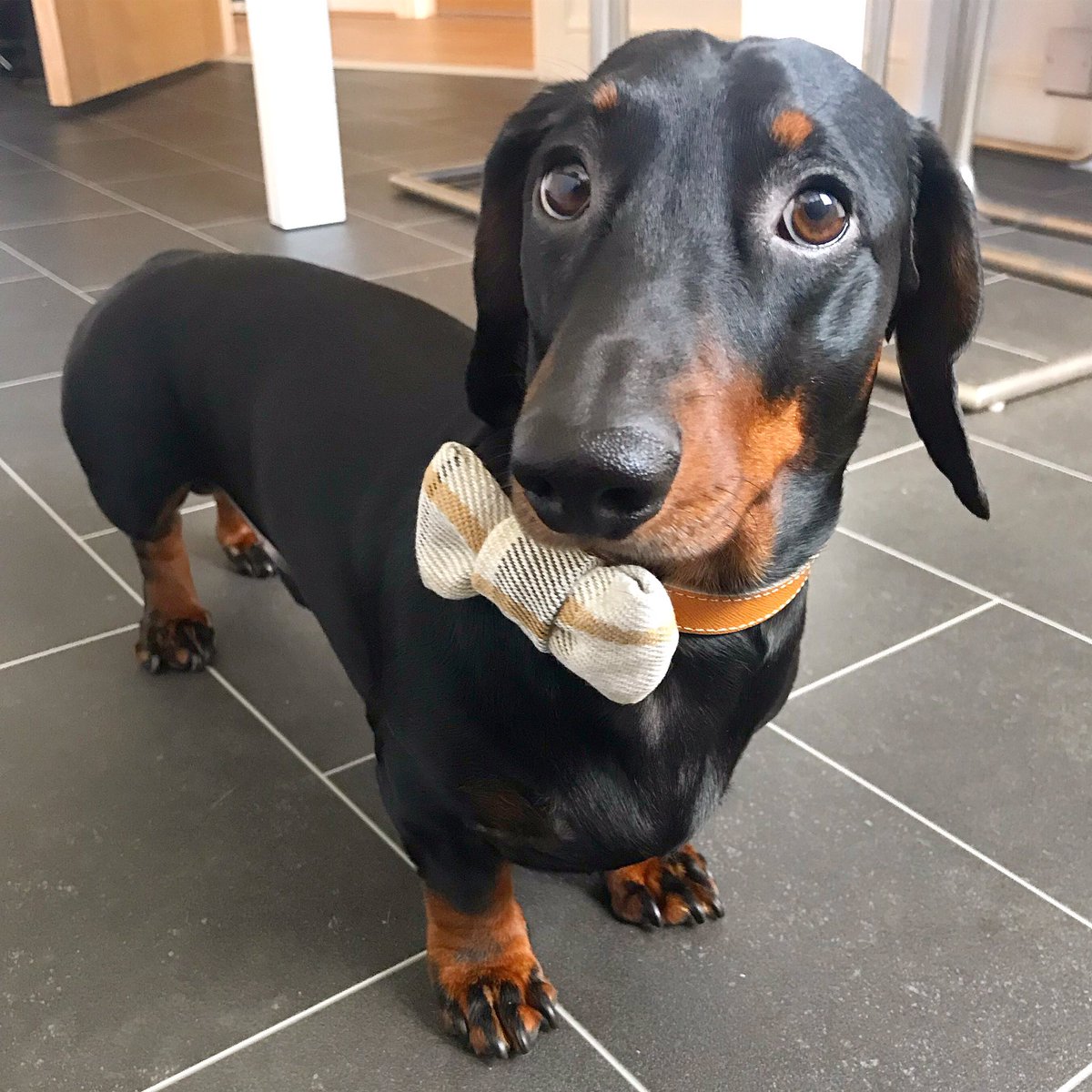 rach101chilvers's tweet photo. @Peperami Dug would love to be a #Puperami ๐ญ heโs abit of an animal https://t.co/TdPG9cFlRm