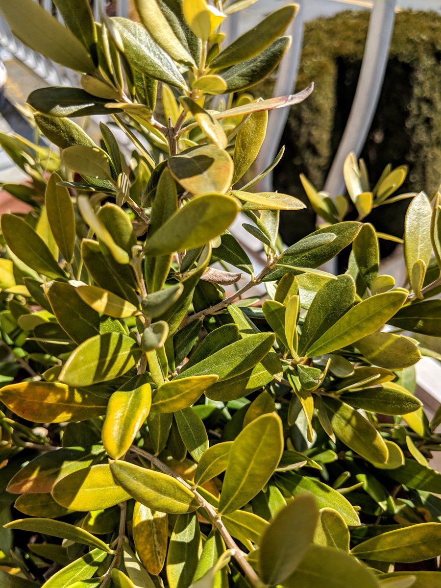 YouTravel's tweet photo. Olive tree in BC. Still optimistic that at least one olive will materialise from #olivetree this year! #gardening #gardeners #SpringinBC #naturelovers #SpringFoward https://t.co/SaTykKkzYb