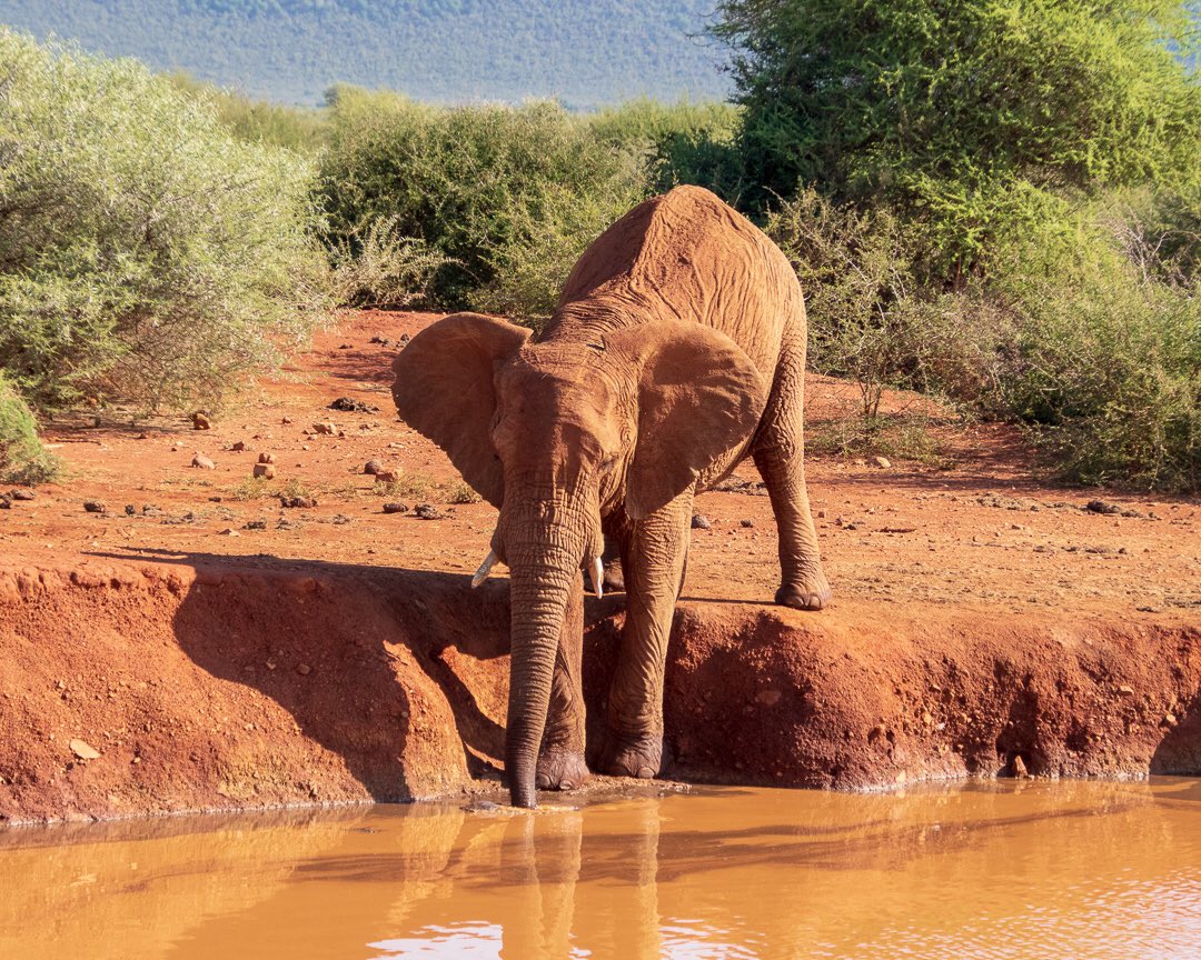 Surely there are easier ways to take a drink...?! 😀🐘

#elephant #southafrica #safari #madikwe #thirsty