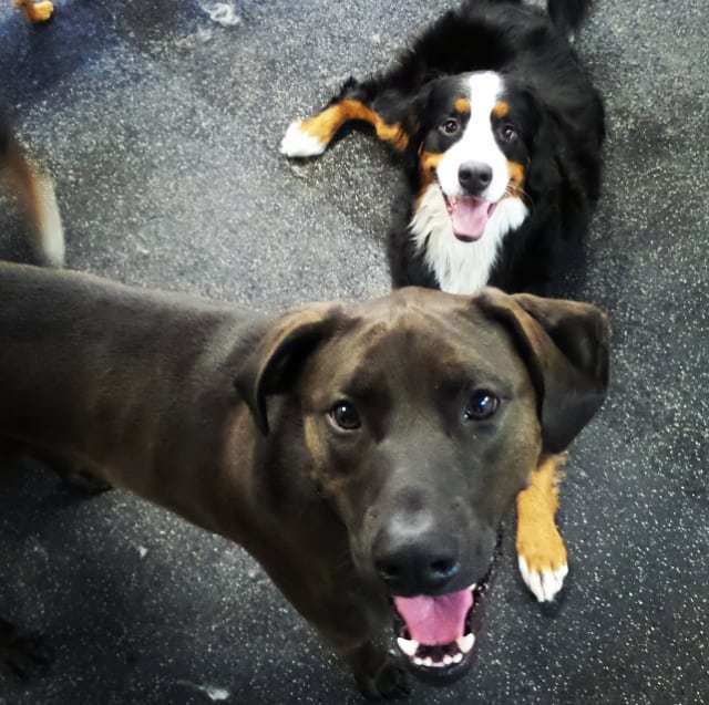 barkinglounge's tweet image. Best buddies, Lucy and Walter, enjoying some quality dog time! #bestbuds #bigdogs #dogsofseattle #doggydaycare #sundayplaytime #thebarkinglounge #love #buddies #seattledogs ift.tt/2H9aZFz