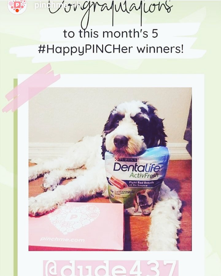 Thank you!!!!😍 ❤@pinchme 
#pinchme #HappyPincher 
#pinchmelove  #ilovemydog  #stories #instadog #modeldog #dogsofinstagram #iwon #influencerdog #dogs #dogsofinstaworld #labradoodle #gorgeousdog #instanpet #famousdogs