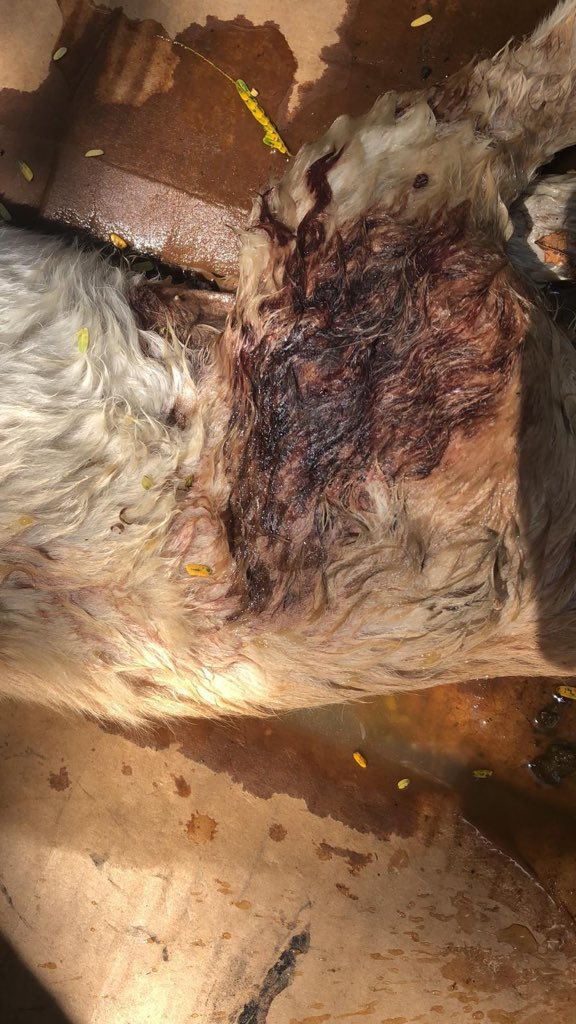 HopeForARescue's tweet photo. RESCATE URGENTE

Encontrado debajo de un carro en el pueblo de Yauco, fue atropellado y dejado a su suerte. 

Se encuentra en Juana Diaz Animal Hospital de emergencia.

Necesitamos donaciones urgente para este caso:

ATH Móvil: 939-332-1445
PayPal: hopeforarescue@gmail.com

RT RT https://t.co/NJxCr0DRal