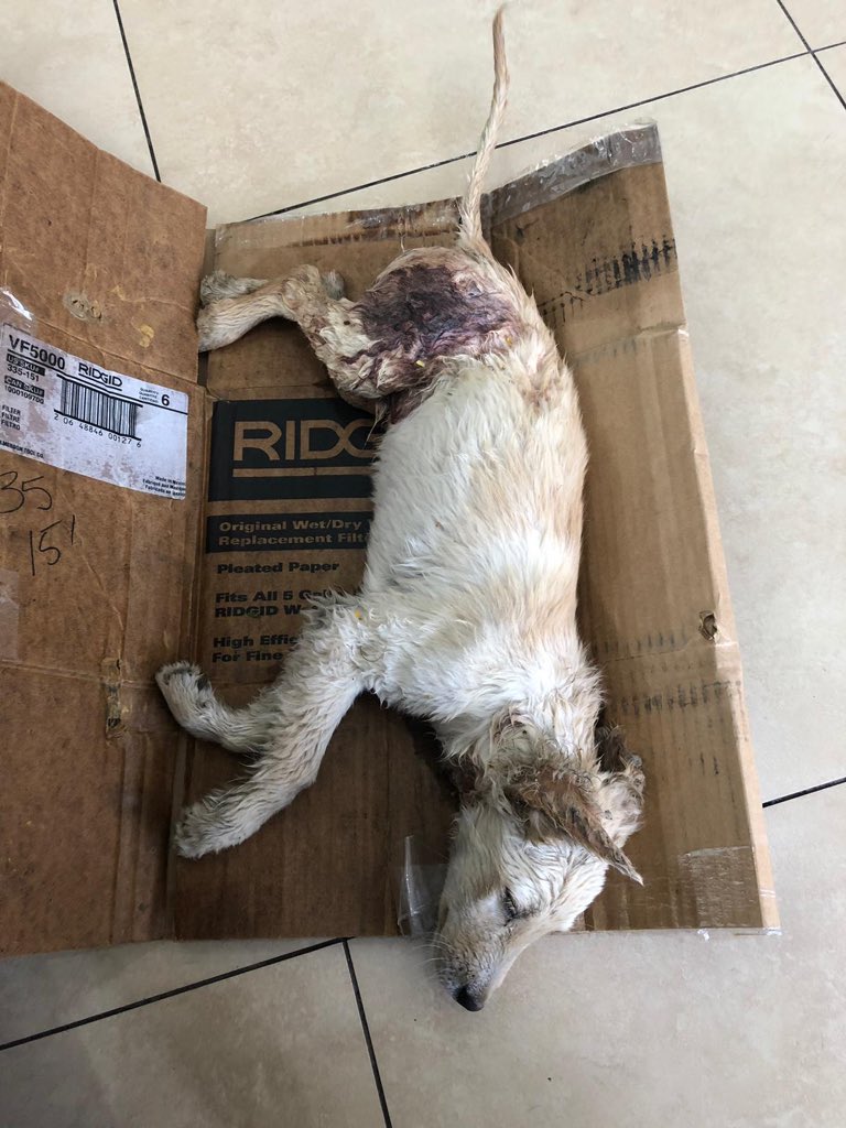 HopeForARescue's tweet photo. RESCATE URGENTE

Encontrado debajo de un carro en el pueblo de Yauco, fue atropellado y dejado a su suerte. 

Se encuentra en Juana Diaz Animal Hospital de emergencia.

Necesitamos donaciones urgente para este caso:

ATH Móvil: 939-332-1445
PayPal: hopeforarescue@gmail.com

RT RT https://t.co/NJxCr0DRal